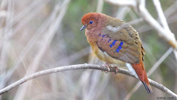 El famoso pájaro de ojos azules de Brasil reaparece después de 75 a?os