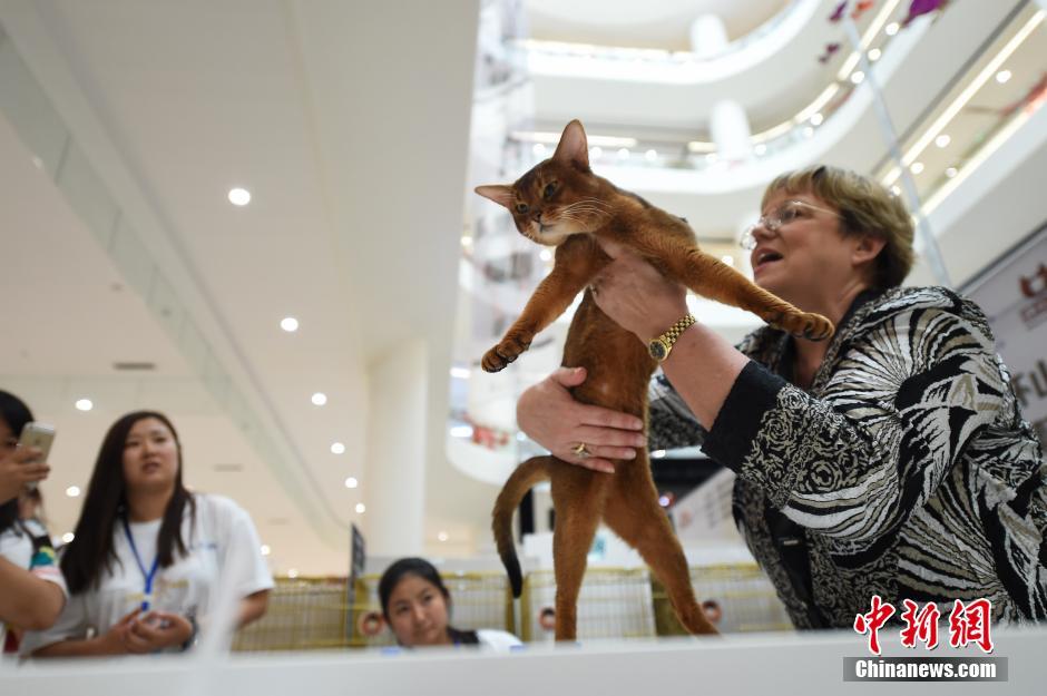 Encuentra tu favorito en el concurso de gatos de Taiyuan