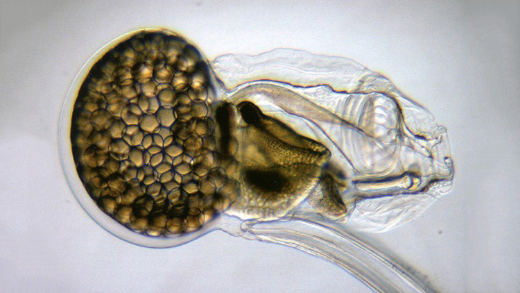 Un animalito de tres milímetros reta la superioridad humana