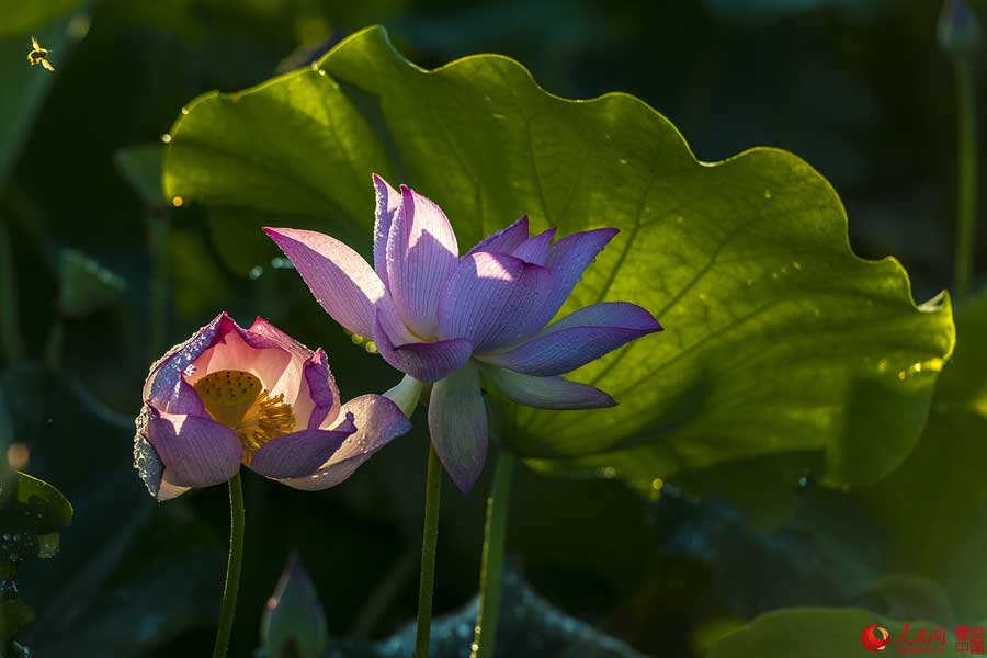 Flores de loto de verano en Haikou