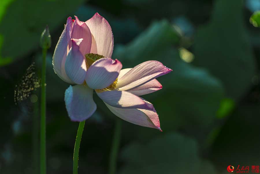 Flores de loto de verano en Haikou