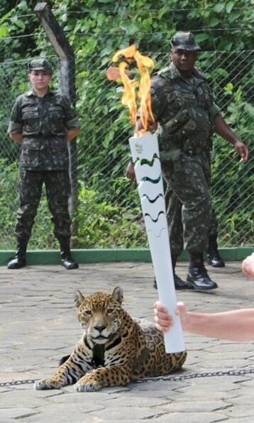 Matan a tiros al jaguar que acompa?aba a la antorcha olímpica en Brasil