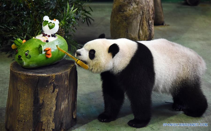 Zoológico festeja el tercer a?os de panda gigante Yuanzai