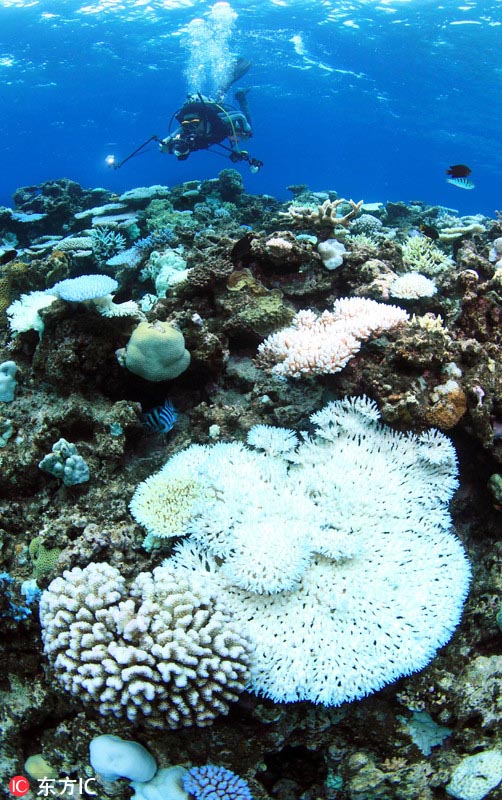 Arrecife de coral en Japón