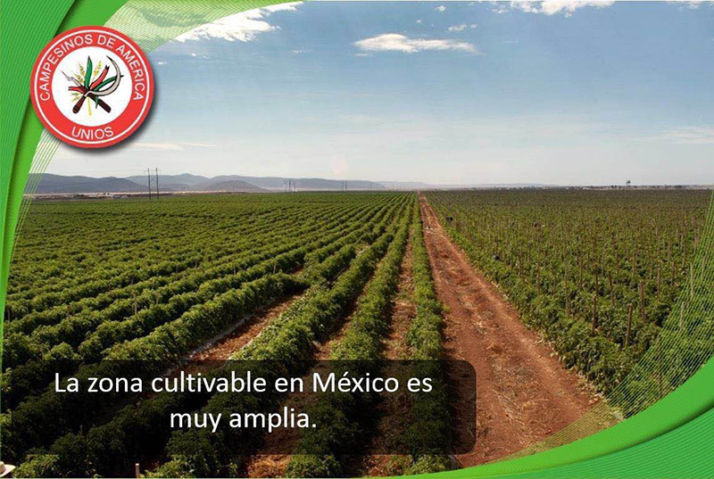 Aspiramos a ofrecer buenos incentivos para atraer nuevas inversiones chinas porque en el valle de Mexicali hay todavía mucha tierra por cultivar”, asegura Antonio Escobedo, comisionado de la CNC de Baja California. (Foto: Proporcionada)