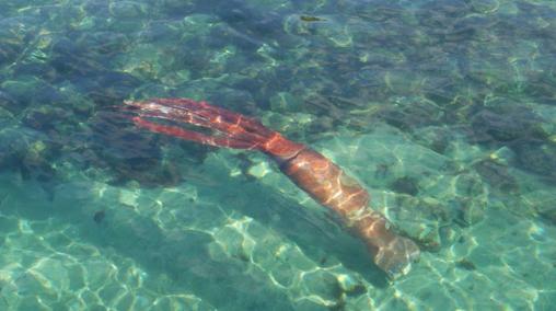 Fotografían a un calamar gigante vivo de 105 kilos en la costa de Galicia