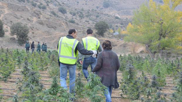 Encuentran en un pueblo de Espa?a marihuana suficiente para llenar dos campos de fútbol