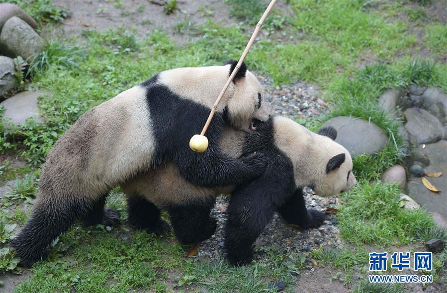 2016: La vida de pandas