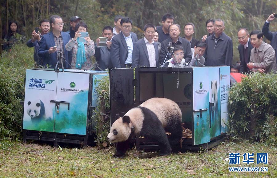 2016: La vida de pandas