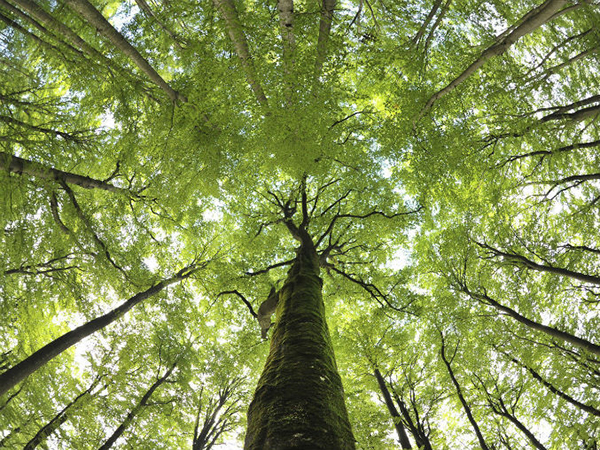 El paisaje forestal tropical intacto cifra un 60 % de la reducción total