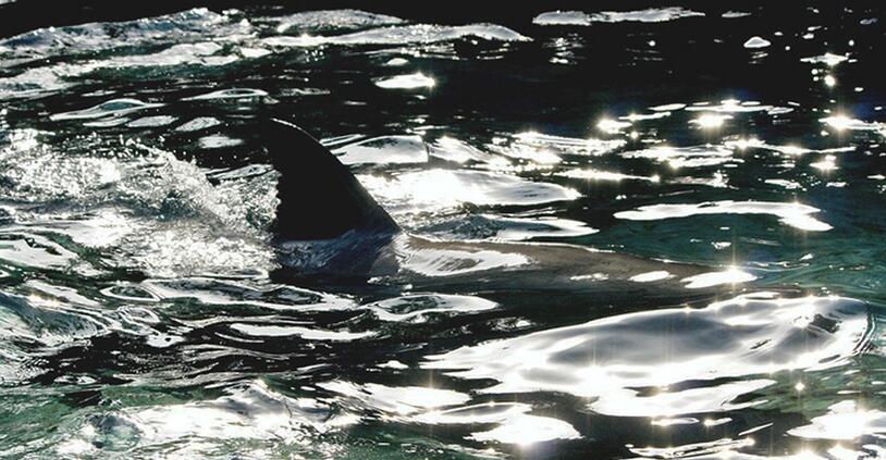 Descubren un nuevo tiburón fantasma con dientes de conejo