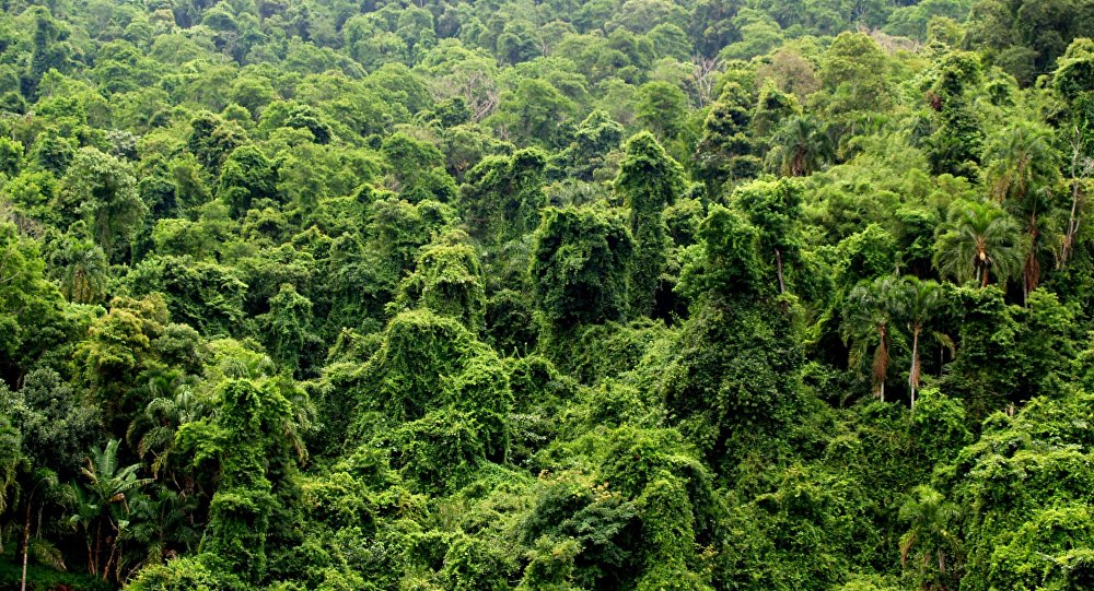 Descubren misteriosos círculos de piedra en la selva amazónica de Brasil