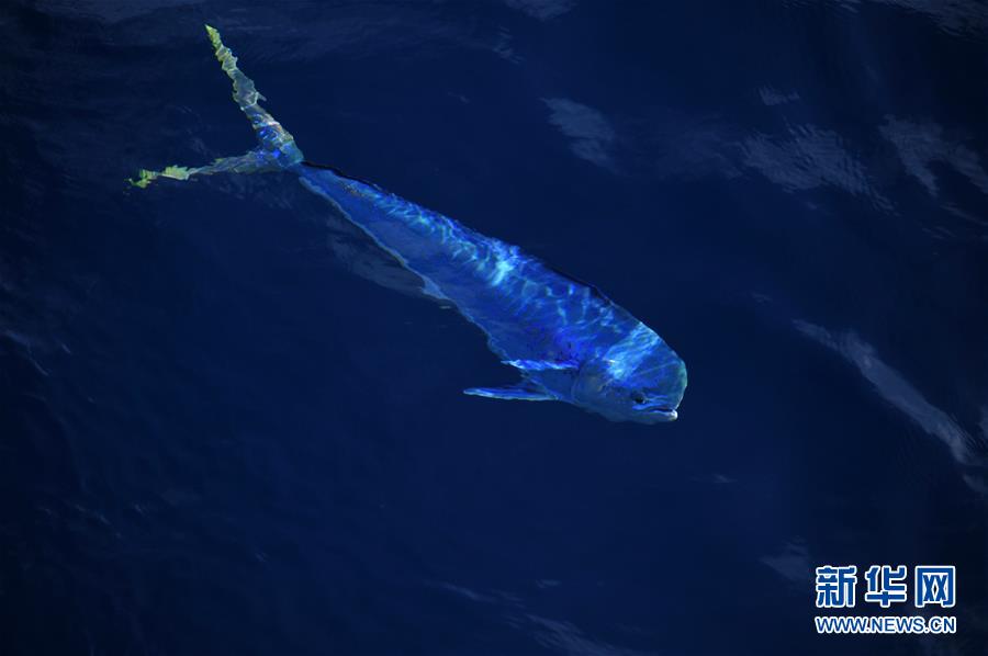 Hermosos mahi-mahi en el Mar Meridional de China