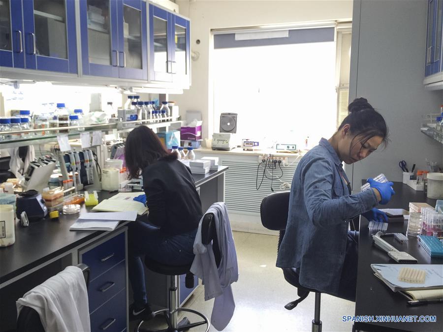 Imagen del 1 de abril de 2016 de científicas del equipo de investigación de la Universidad Tsinghua, trabajando en un laboratorio de la Universidad Tsinghua en Beijing, capital de China. Científicos chinos han ensamblado cuatro cromosomas de levadura sintéticos, lo que convierte a China en el segundo país capaz de dise?ar y construir genomas de células eucariotas, de núcleo diferenciado. El descubrimiento, que supone un nuevo paso en el camino a la creación de vida sintética, fue publicado en la edición del viernes de la revista Science. Durante el estudio, los investigadores de la Universidad de Tianjin, la Universidad Tsinghua y el instituto de genómica BGI-Shenzhen crearon cromosomas sintéticos activos mediante el emparejamiento exacto por vez primera del genoma sintético con la secuencia dise?ada. (Xinhua/Dai Junbiao)