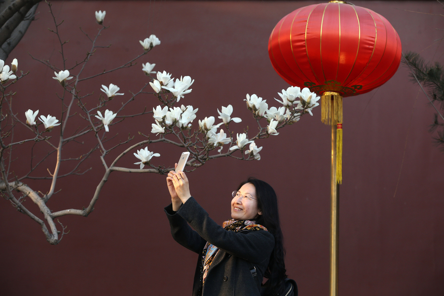 Las magnolias anuncian la primavera desde la histórica avenida Changan de Beijing