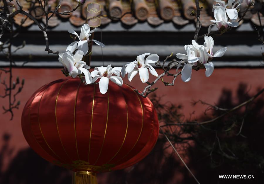 Las magnolias anuncian la primavera desde la histórica avenida Changan de Beijing