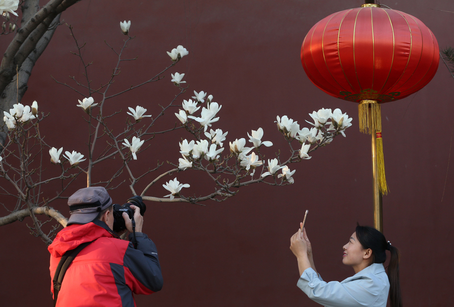 Las magnolias anuncian la primavera desde la histórica avenida Changan de Beijing