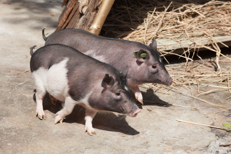 Cerdo clonado debuta en 
un parque natural de Shenzhen
