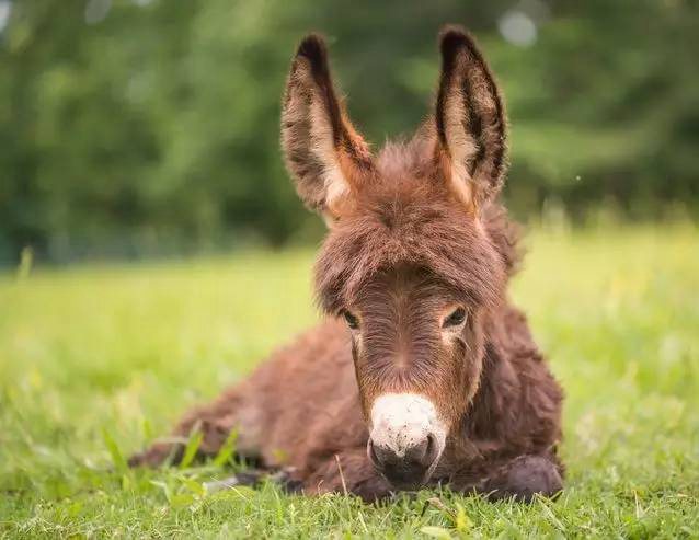 China necesita una tecnología genética avanzada para satisfacer la demanda de piel de burro