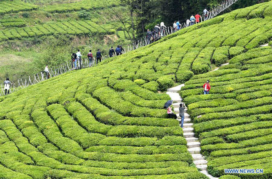 Turistas visitan el jardín de té orgánico durante las vacaciones del Día del Trabajo