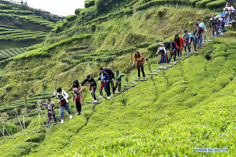 Turistas visitan el jardín de té orgánico durante las vacaciones del Día del Trabajo