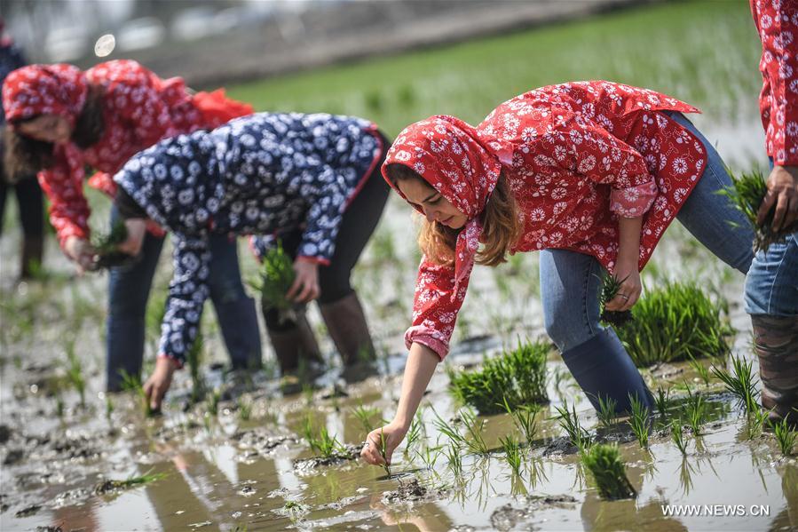 Estudiantes extranjeros aprenden a sembrar arroz en Liaoning