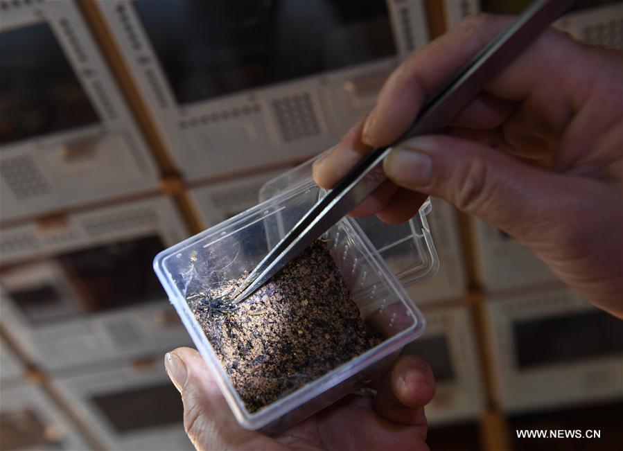 La aldeana Huang Xiwang alimenta la cría de ara?as en la granja de producción de ara?as de Nansheng, Wuzhishan, provincia de Hainan, 22 de mayo del 2017. [Foto: Xinhua]