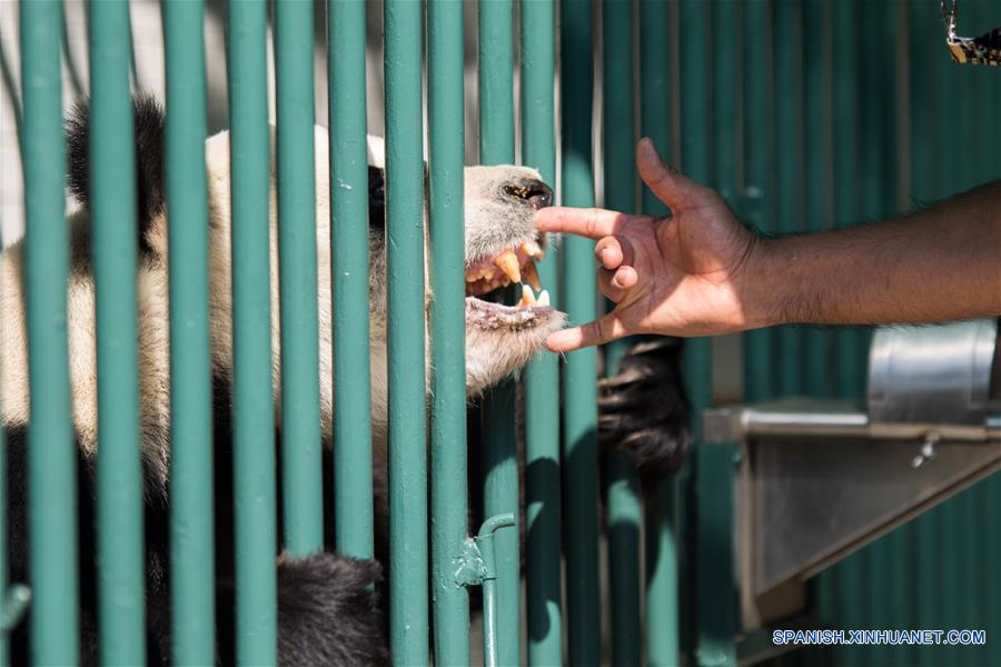 La panda Xin Xin recibe una revisión rutinaria previo al "Homenaje a los Pandas de la Ciudad de México" a 42 a?os de la llegada de los pandas a México, llevado a cabo en el Zoológico de Chapultepec, en la Ciudad de México, capital de México, el 3 de junio de 2017. El Zoológico del Bosque de Chapultepec de la Ciudad de México recibió el sábado un reconocimiento especial, de parte de China, por las acciones de conservación y cuidado de los osos panda. Estas acciones se iniciaron desde hace 42 a?os, cuando llegó del país asiático una pareja de pandas conocidos como "Pe Pe" y "Ying Ying", que han sido la pareja más prolífica a nivel mundial, ya que concibieron en cautiverio y en la Ciudad de México siete crías adultas (tres machos y cuatro hembras). El evento fue organizado como parte de las actividades culturales internacionales desarrolladas por la embajada de China, el Centro Cultural de China en México y el Instituto Nacional de Bellas Artes de México, que este a?o tienen como tema central a las pandas gigantes del Zoológico de Chapultepec. (Xinhua/Francisco Ca?edo)