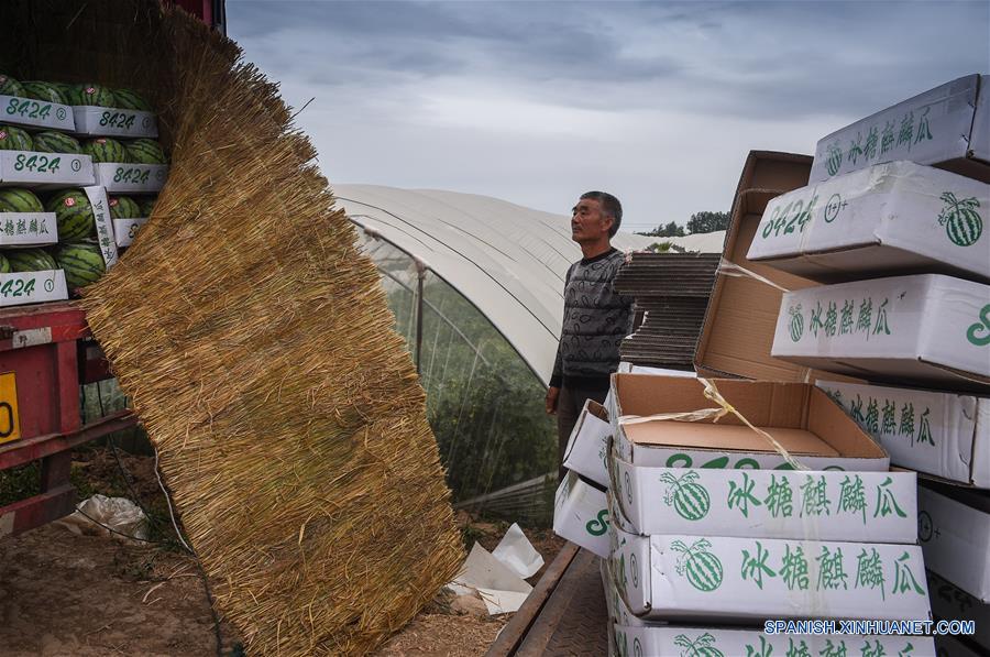 Agricultor se hace rico por plantar sandía en invernaderos