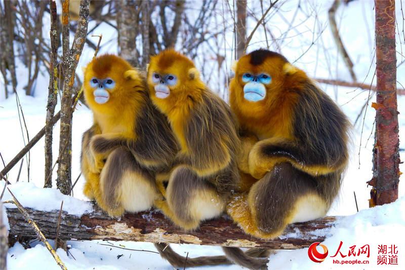 Reserva Natural de Shennongjia, un ejemplo del desarrollo equilibrado del turismo