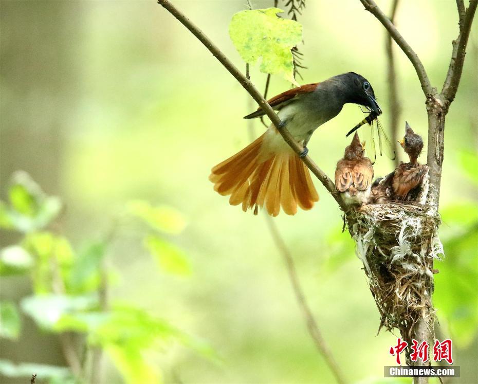 Fotografían aves de espectacular belleza en Hubei