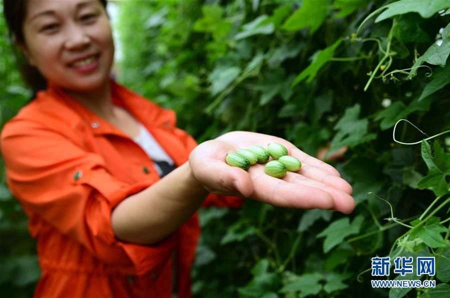 Jiangsu: Sandías peque?as ya están maduras y salen a la venta