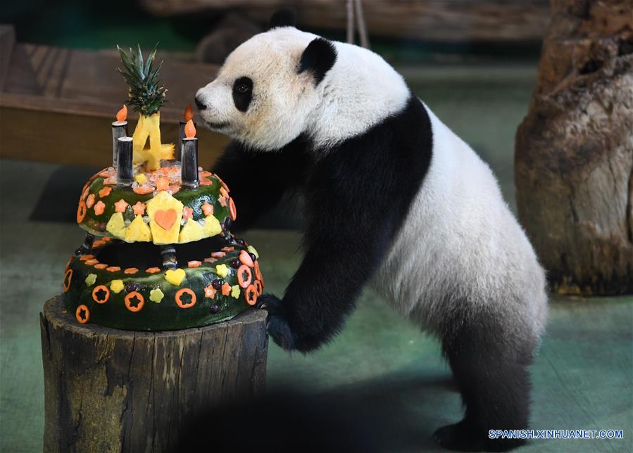 Primer panda nacido en Taiwan celebra su cuarto cumplea?os