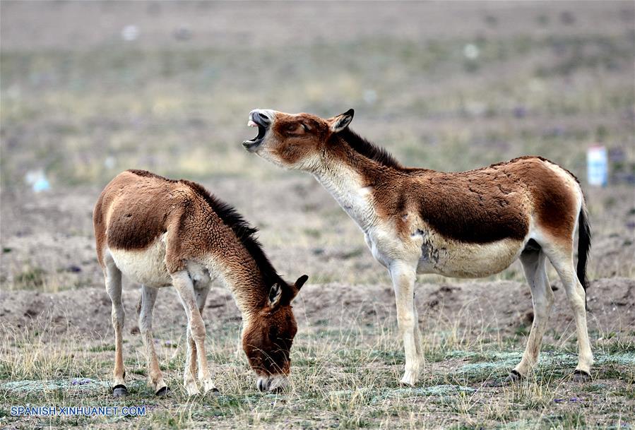 QINGHAI, julio 7, 2017 (Xinhua) -- Imagen del 30 de junio de 2017 de dos burros salvajes tibetanos permaneciendo en Hoh Xil de la provincia de Qinghai, en el noroeste de China. La sesión número 41 del Comité del Patrimonio Mundial decidió el viernes incluir al sitio Hoh Xil de Qinghai de China en la prestigiosa Lista de Patrimonio Mundial como sitio natural. Hasta ahora, China tiene inscritos en la lista 51 sitios. (Xinhua/Wang Bo)