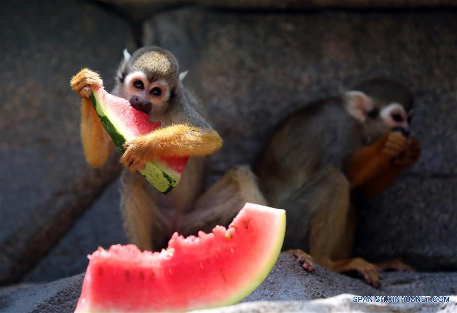 QUANZHOU, julio 16, 2017 (Xinhua) -- Un mono come sandía en un zoológico en Quanzhou, en la provincia de Fujian, en el sureste de China, el 16 de julio de 2017. Mientras continúa el clima cálido, empleados del Zoológico de Vida Salvaje de Quanzhou ofrecieron sandías, ventiladores y aires acondicionados a los animales. (Xinhua/Zhang Jiuqiang)