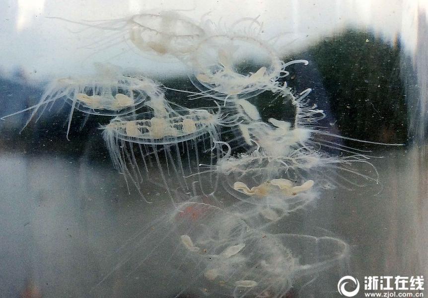 Encuentran medusas de agua dulce en Zhejiang