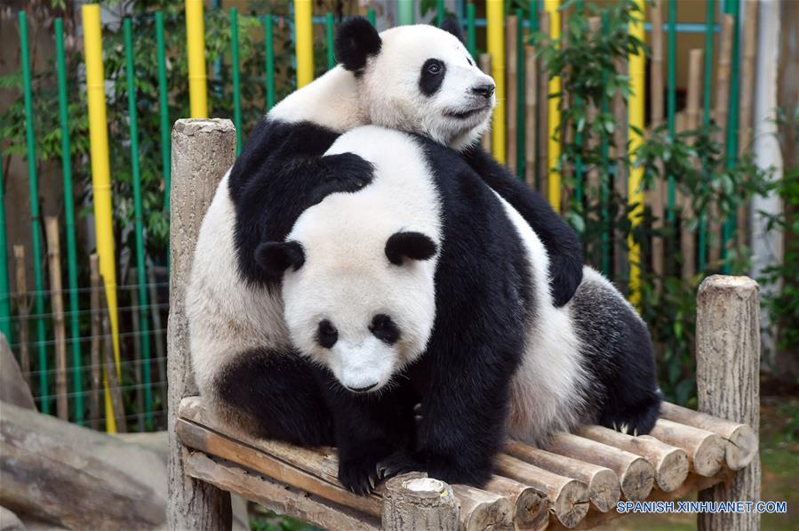 Pandas gigantes celebran el onceavo cumplea?os en el Zoológico Nacional en Kuala Lumpur