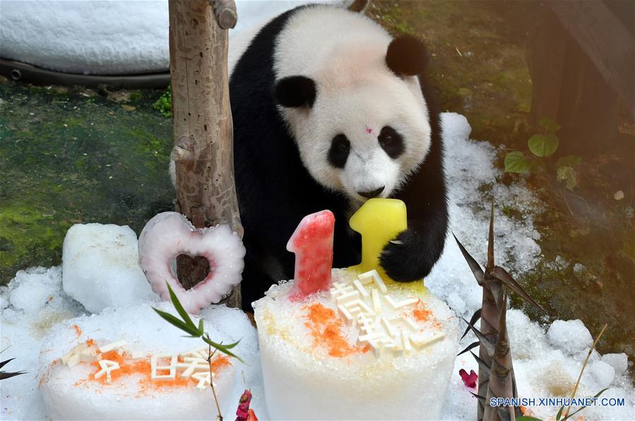 Pandas gigantes celebran el onceavo cumplea?os en el Zoológico Nacional en Kuala Lumpur