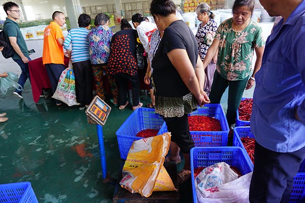 La industria de los pimientos picantes saca de la pobreza a un condado en Hunan