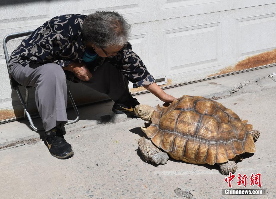 Una anciana saca a pasear a su tortuga mascota