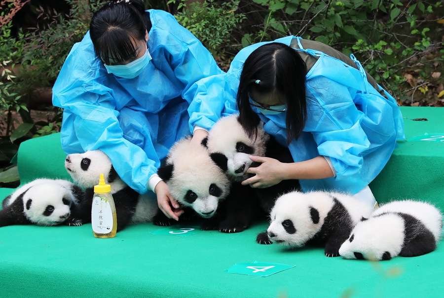 11 pandas gigantes dan sus primeros pasos en público