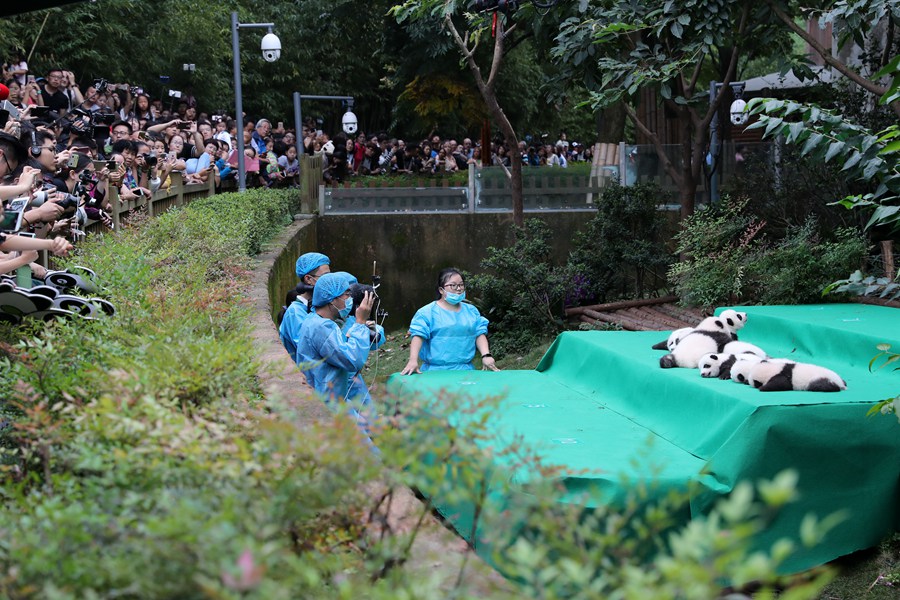 11 pandas gigantes dan sus primeros pasos en público