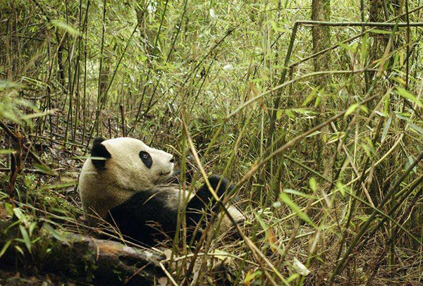 El ganado hambriento acaba con el alimento de los pandas