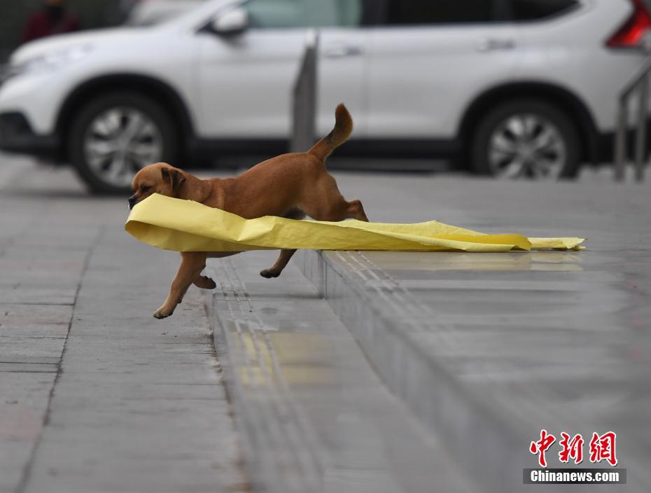 Un perro ayuda a su due?o a recoger basura en Changchun