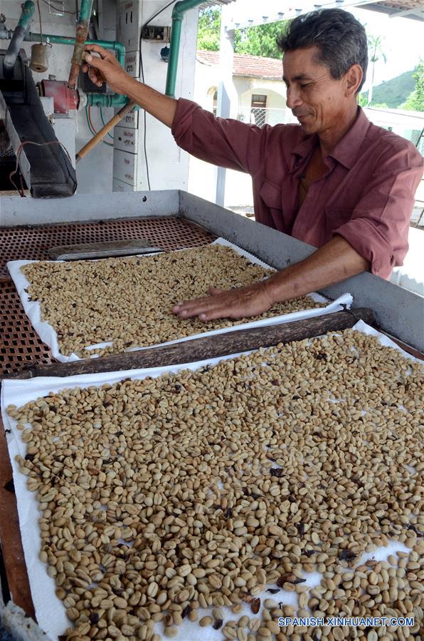 Imagen del 12 de octubre de 2017, de una persona laborando en la selección de café orgánico, en las monta?as de la Cordillera de Guamuhaya, en la provincia de Cienfuegos, Cuba. Un buen número de campesinos se dedican hoy en día a la siembra y cosecha de café orgánico en las monta?as de la Cordillera de Guamuhaya en la central provincia cubana de Cienfuegos, a 250 kilómetros al sureste de La Habana. El precio del café, que en el mercado internacional resulta muy atractivo para la exportación en una economía necesitada de obtener divisas, también es un incentivo para quienes cosechan y venden su producción a una empresa estatal que procesa el grano. Esa empresa paga entre 130 y 161 pesos cubanos (igual al dólar estadounidense según el cambio oficial) por cada 13 kilos del grano que se siembra en la zona, que mayoritariamente es de las variedades Arábiga, cultivada en las partes altas de la monta?a, o Robusta, plantada en áreas más bajas. (Xinhua/Joaquín Hernández)