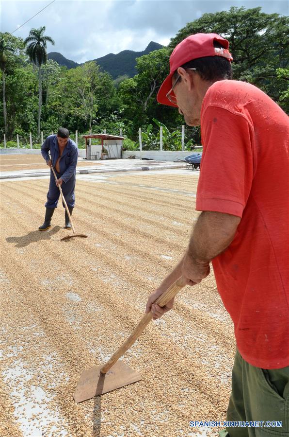 Imagen del 12 de octubre de 2017, de personas laborando en el proceso de secado del grano de café orgánico, en las monta?as de la Cordillera de Guamuhaya, en la provincia de Cienfuegos, Cuba. Un buen número de campesinos se dedican hoy en día a la siembra y cosecha de café orgánico en las monta?as de la Cordillera de Guamuhaya en la central provincia cubana de Cienfuegos, a 250 kilómetros al sureste de La Habana. El precio del café, que en el mercado internacional resulta muy atractivo para la exportación en una economía necesitada de obtener divisas, también es un incentivo para quienes cosechan y venden su producción a una empresa estatal que procesa el grano. Esa empresa paga entre 130 y 161 pesos cubanos (igual al dólar estadounidense según el cambio oficial) por cada 13 kilos del grano que se siembra en la zona, que mayoritariamente es de las variedades Arábiga, cultivada en las partes altas de la monta?a, o Robusta, plantada en áreas más bajas. (Xinhua/Joaquín Hernández)