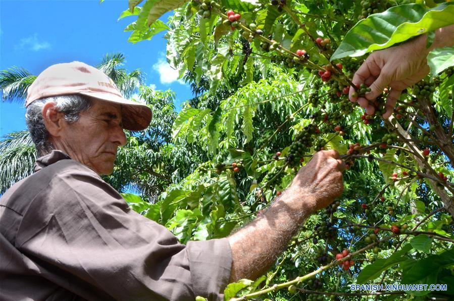 Imagen del 12 de octubre de 2017, de una persona laborando en la cosecha de café orgánico, en las monta?as de la Cordillera de Guamuhaya, en la provincia de Cienfuegos, Cuba. Un buen número de campesinos se dedican hoy en día a la siembra y cosecha de café orgánico en las monta?as de la Cordillera de Guamuhaya en la central provincia cubana de Cienfuegos, a 250 kilómetros al sureste de La Habana. El precio del café, que en el mercado internacional resulta muy atractivo para la exportación en una economía necesitada de obtener divisas, también es un incentivo para quienes cosechan y venden su producción a una empresa estatal que procesa el grano. Esa empresa paga entre 130 y 161 pesos cubanos (igual al dólar estadounidense según el cambio oficial) por cada 13 kilos del grano que se siembra en la zona, que mayoritariamente es de las variedades Arábiga, cultivada en las partes altas de la monta?a, o Robusta, plantada en áreas más bajas. (Xinhua/Joaquín Hernández)