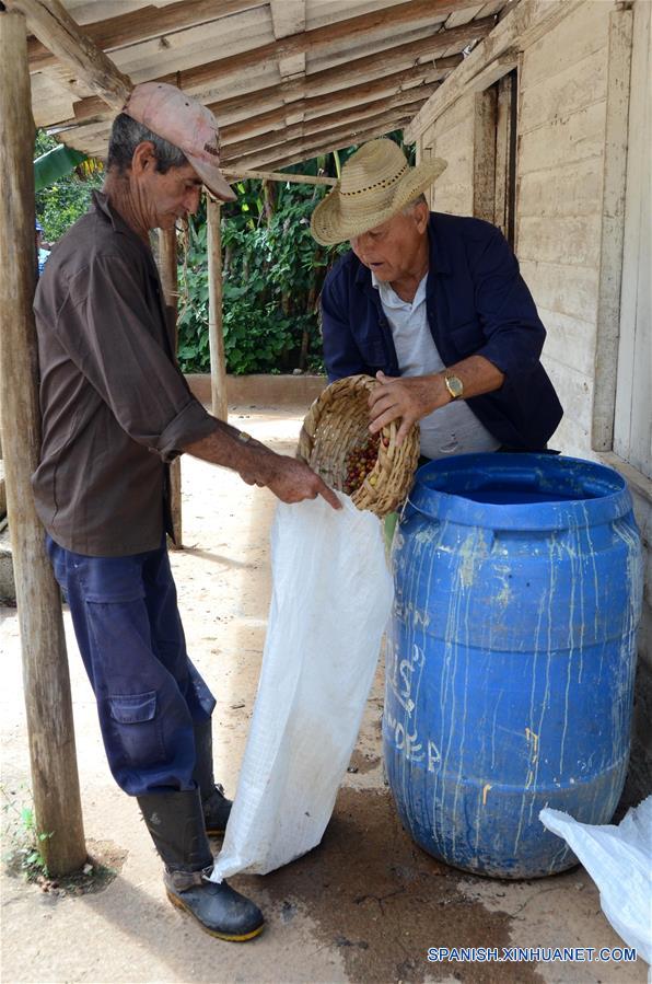 Imagen del 12 de octubre de 2017, de personas laborando en el proceso de llenado del grano de café orgánico, en las monta?as de la Cordillera de Guamuhaya, en la provincia de Cienfuegos, Cuba. Un buen número de campesinos se dedican hoy en día a la siembra y cosecha de café orgánico en las monta?as de la Cordillera de Guamuhaya en la central provincia cubana de Cienfuegos, a 250 kilómetros al sureste de La Habana. El precio del café, que en el mercado internacional resulta muy atractivo para la exportación en una economía necesitada de obtener divisas, también es un incentivo para quienes cosechan y venden su producción a una empresa estatal que procesa el grano. Esa empresa paga entre 130 y 161 pesos cubanos (igual al dólar estadounidense según el cambio oficial) por cada 13 kilos del grano que se siembra en la zona, que mayoritariamente es de las variedades Arábiga, cultivada en las partes altas de la monta?a, o Robusta, plantada en áreas más bajas. (Xinhua/Joaquín Hernández)