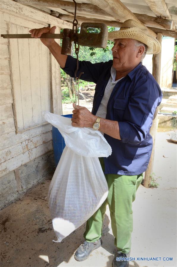 Imagen del 12 de octubre de 2017, de una persona llevando a cabo el pesaje del grano de café orgánico, en las monta?as de la Cordillera de Guamuhaya, en la provincia de Cienfuegos, Cuba. Un buen número de campesinos se dedican hoy en día a la siembra y cosecha de café orgánico en las monta?as de la Cordillera de Guamuhaya en la central provincia cubana de Cienfuegos, a 250 kilómetros al sureste de La Habana. El precio del café, que en el mercado internacional resulta muy atractivo para la exportación en una economía necesitada de obtener divisas, también es un incentivo para quienes cosechan y venden su producción a una empresa estatal que procesa el grano. Esa empresa paga entre 130 y 161 pesos cubanos (igual al dólar estadounidense según el cambio oficial) por cada 13 kilos del grano que se siembra en la zona, que mayoritariamente es de las variedades Arábiga, cultivada en las partes altas de la monta?a, o Robusta, plantada en áreas más bajas. (Xinhua/Joaquín Hernández)