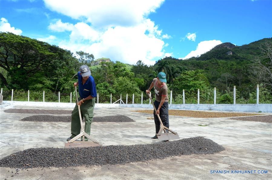 Imagen del 12 de octubre de 2017, de personas laborando en el proceso de secado del grano de café orgánico, en las monta?as de la Cordillera de Guamuhaya, en la provincia de Cienfuegos, Cuba. Un buen número de campesinos se dedican hoy en día a la siembra y cosecha de café orgánico en las monta?as de la Cordillera de Guamuhaya en la central provincia cubana de Cienfuegos, a 250 kilómetros al sureste de La Habana. El precio del café, que en el mercado internacional resulta muy atractivo para la exportación en una economía necesitada de obtener divisas, también es un incentivo para quienes cosechan y venden su producción a una empresa estatal que procesa el grano. Esa empresa paga entre 130 y 161 pesos cubanos (igual al dólar estadounidense según el cambio oficial) por cada 13 kilos del grano que se siembra en la zona, que mayoritariamente es de las variedades Arábiga, cultivada en las partes altas de la monta?a, o Robusta, plantada en áreas más bajas. (Xinhua/Joaquín Hernández)